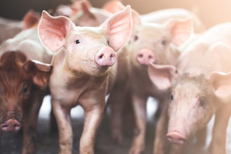 Schweine Schweine Tierarztpraxis Kahrs und Wagner